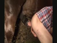 Zoophilia porno of gay getting banged by horse